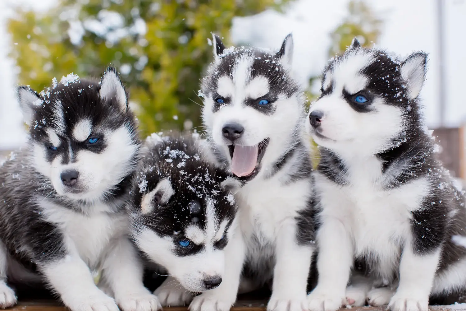 Husky yavrusu satın almak sorumluluk almak demektir! Husky yavruları satın alın.