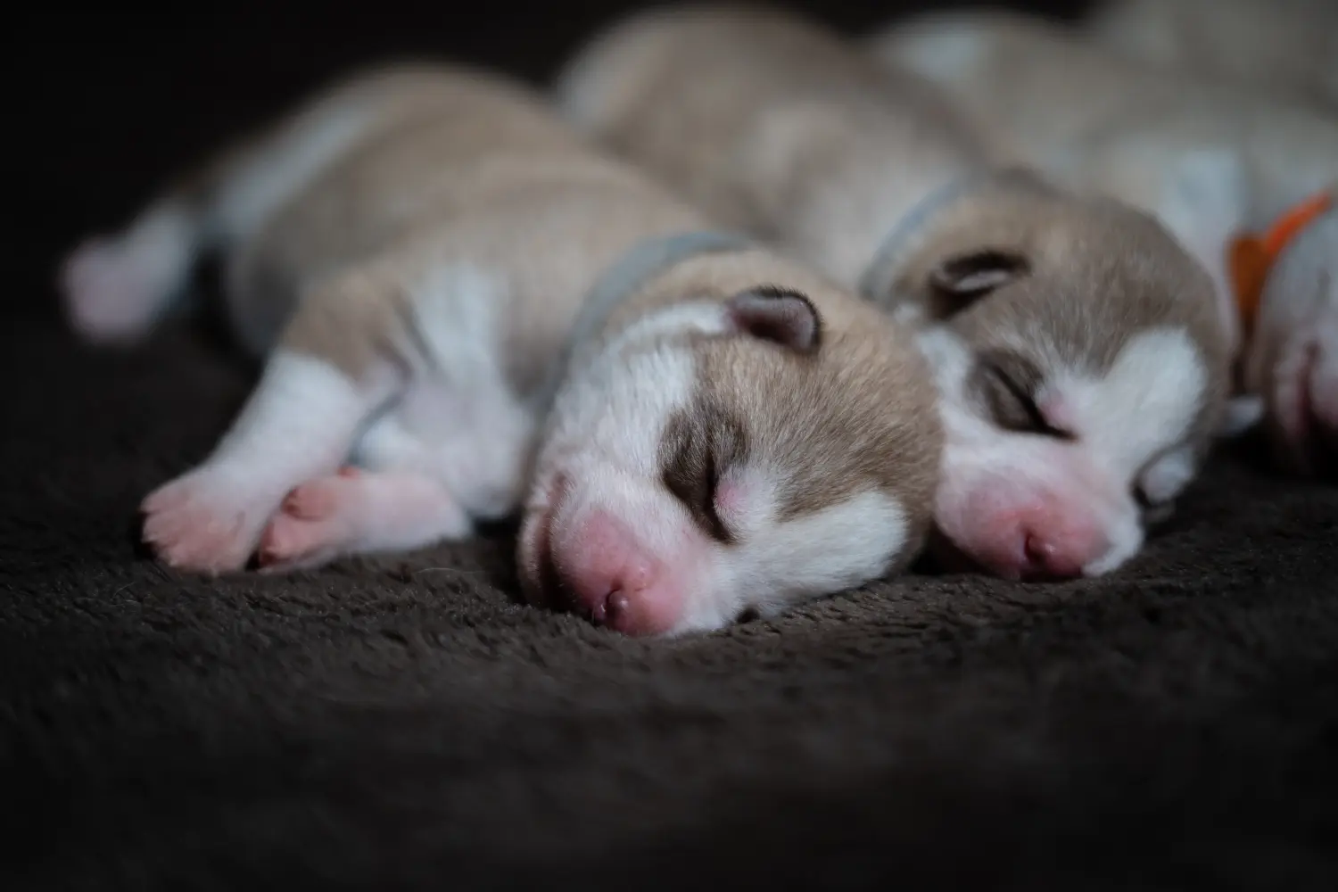 Husky yavrusu satın almak sorumluluk almak demektir! Husky yavruları satın alın.