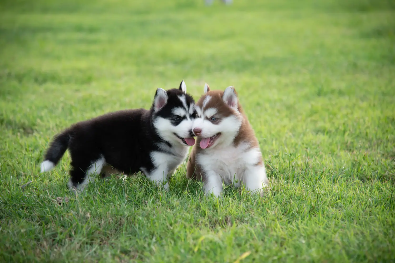 Husky yavrusu satın almak sorumluluk almak demektir! Husky yavruları satın alın.