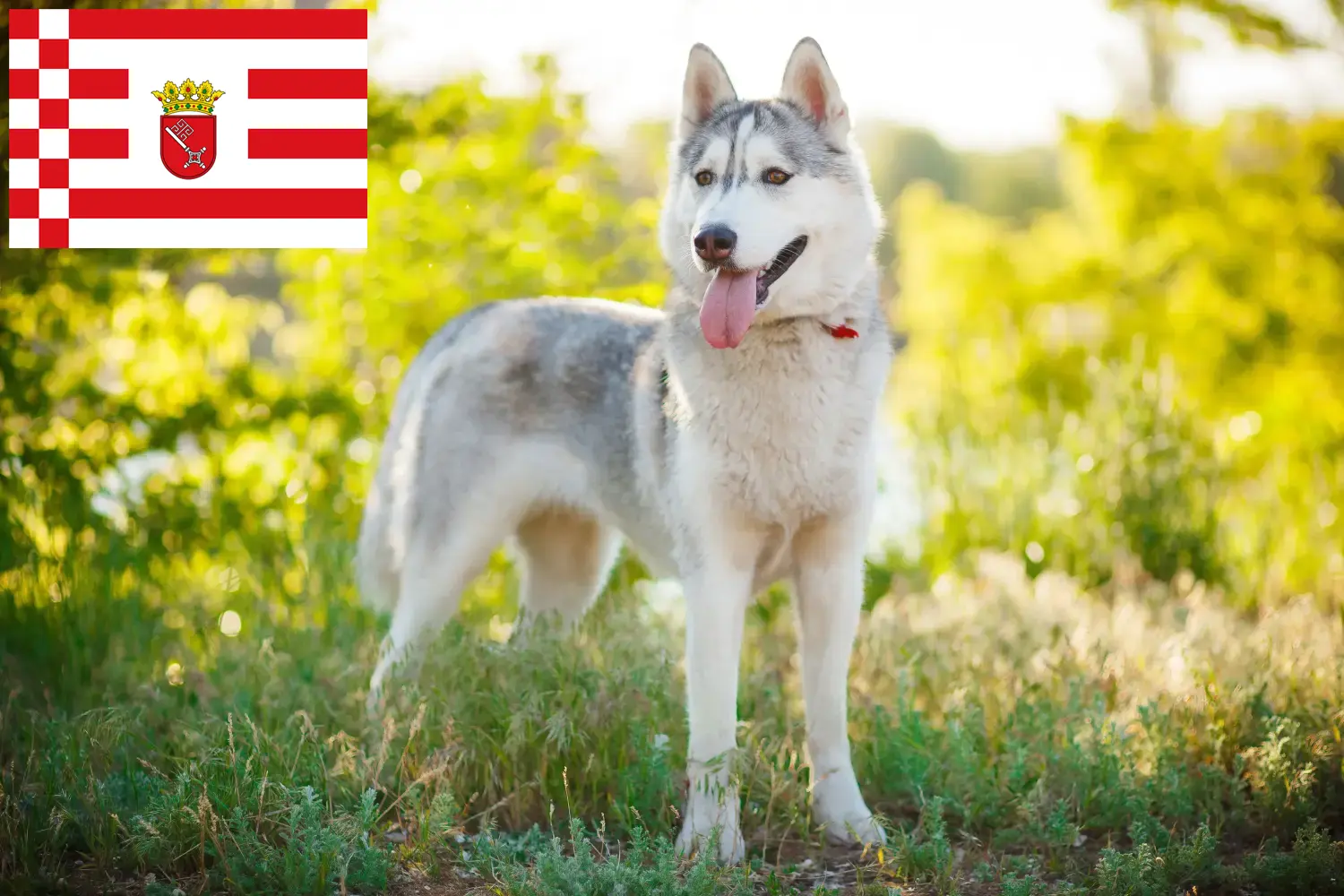 Husky yavruları ve yetiştiricileri Bremen Burada Bremen'deki Husky yetiştiricilerini bulabilirsiniz.