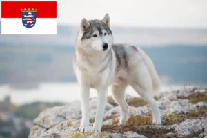 Read more about the article Hessen’deki Husky yetiştiricileri ve köpek yavruları