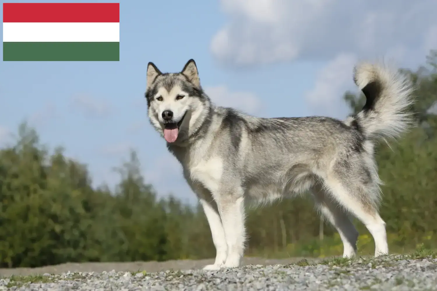 Read more about the article Macaristan’da Husky yetiştiricileri ve köpek yavruları