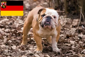 Read more about the article Rheinland-Pfalz’da İngiliz Bulldog yetiştiricileri ve köpek yavruları