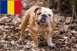Read more about the article Romanya’da İngiliz Bulldog yetiştiricileri ve köpek yavruları