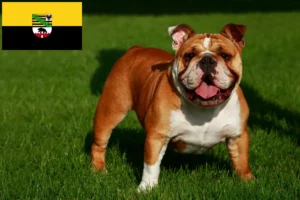 Read more about the article Saksonya-Anhalt’da İngiliz Bulldogu yetiştiricileri ve köpek yavruları