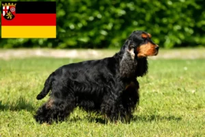 Read more about the article Rhineland-Palatinate’de İngiliz Cocker Spaniel yetiştiricileri ve köpek yavruları