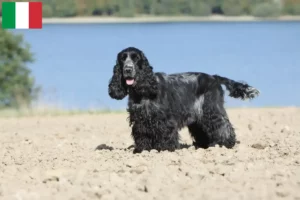 Read more about the article İtalya’da İngiliz Cocker Spaniel yetiştiricileri ve köpek yavruları