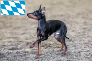 Read more about the article Bavyera’da İngiliz Oyuncak Terrier yetiştiricileri ve köpek yavruları