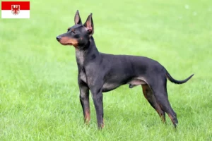 Read more about the article Brandenburg’da İngiliz Oyuncak Terrier yetiştiricileri ve köpek yavruları
