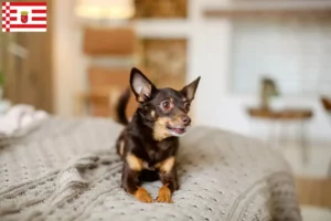 Read more about the article Bremen’de İngiliz Oyuncak Terrier yetiştiricileri ve köpek yavruları