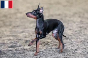 Read more about the article Fransa’da İngiliz Oyuncak Terrier yetiştiricileri ve köpek yavruları