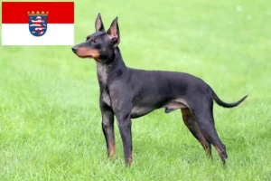 Read more about the article Hessen’de İngiliz Oyuncak Terrier yetiştiricileri ve köpek yavruları