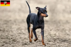 Read more about the article Saarland’da İngiliz Oyuncak Terrier yetiştiricileri ve köpek yavruları
