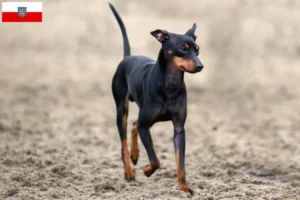 Read more about the article Thüringen’de İngiliz Oyuncak Terrier yetiştiricileri ve köpek yavruları