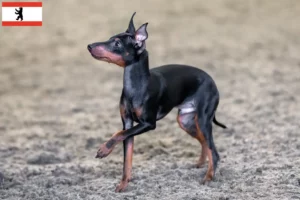 Read more about the article Berlin’de İngiliz Oyuncak Terrier yetiştiricileri ve köpek yavruları