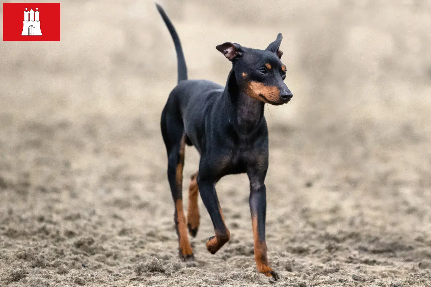 Read more about the article Hamburg’da İngiliz Oyuncak Terrier yetiştiricileri ve köpek yavruları