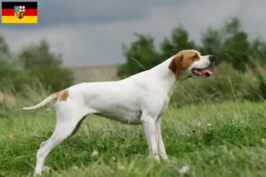 Read more about the article Saarland’da İngiliz Pointer yetiştiricileri ve köpek yavruları