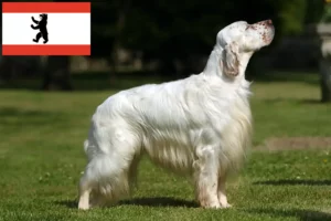 Read more about the article Berlin’de İngiliz Setter yetiştiricileri ve köpek yavruları