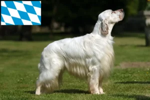Read more about the article Bavyera’da İngiliz Setter yetiştiricileri ve köpek yavruları