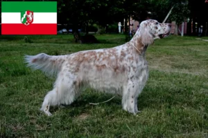 Read more about the article Kuzey Ren-Vestfalya’da İngiliz Setter yetiştiricileri ve köpek yavruları