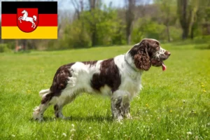 Read more about the article Aşağı Saksonya’da İngiliz Springer Spaniel yetiştiricileri ve köpek yavruları