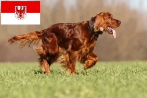 Read more about the article Brandenburg’da İrlanda Kırmızı Seteri yetiştiricileri ve köpek yavruları
