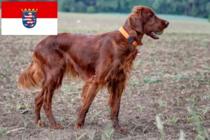 Read more about the article Hessen’de İrlanda Kırmızı Seteri yetiştiricileri ve köpek yavruları