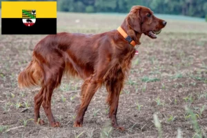 Read more about the article Saxony-Anhalt’da İrlanda Kırmızı Seteri yetiştiricileri ve köpek yavruları