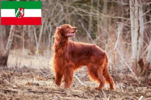 Read more about the article Kuzey Ren-Vestfalya’da İrlanda Kırmızı Seteri yetiştiricileri ve köpek yavruları