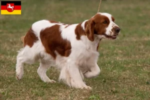 Read more about the article Aşağı Saksonya’da İrlanda Kırmızı ve Beyaz Setter yetiştiricileri ve köpek yavruları
