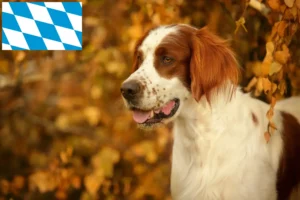 Read more about the article Bavyera’da İrlanda Kırmızı ve Beyaz Setter yetiştiricileri ve köpek yavruları