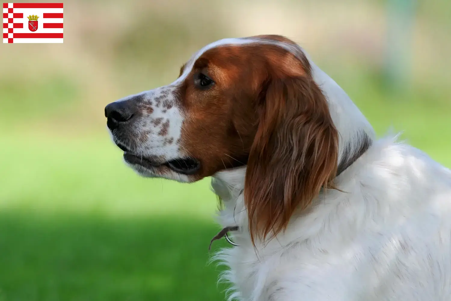 Read more about the article Bremen’de Kırmızı ve Beyaz İrlanda Seteri yetiştiricileri ve köpek yavruları