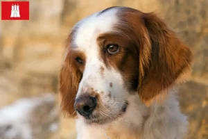 Read more about the article Hamburg’da İrlanda Kırmızı ve Beyaz Setter yetiştiricileri ve köpek yavruları