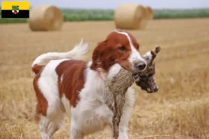 Read more about the article Saxony-Anhalt’da İrlanda Kırmızı ve Beyaz Setter yetiştiricileri ve köpek yavruları