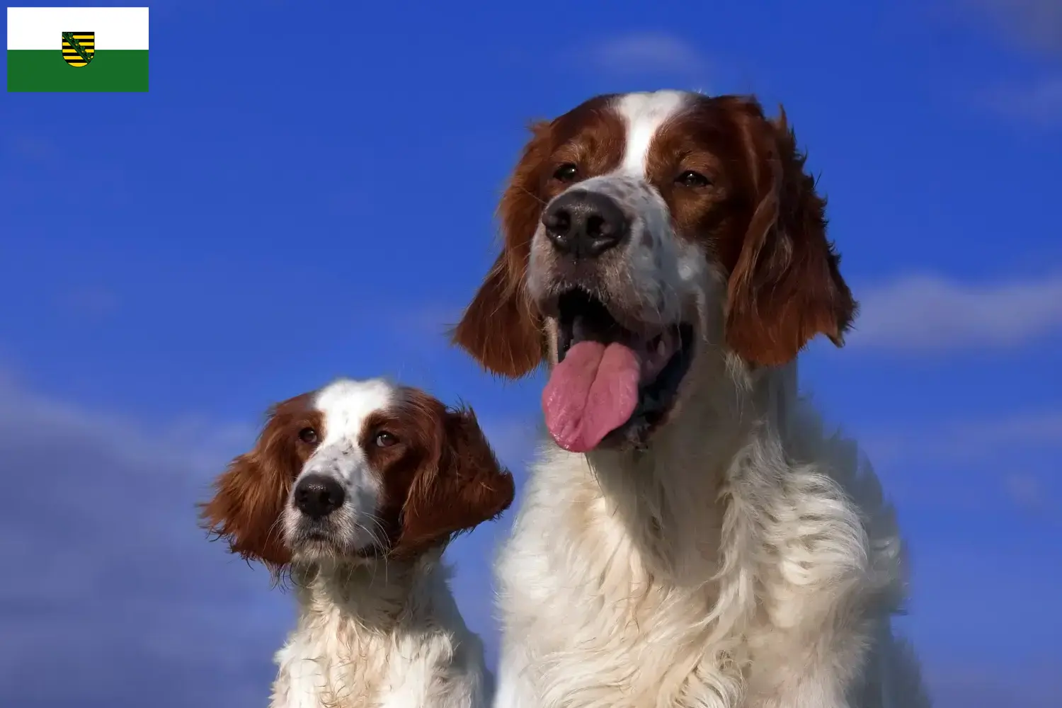 Read more about the article Saksonya’da Kırmızı ve Beyaz İrlanda Seteri yetiştiricileri ve köpek yavruları