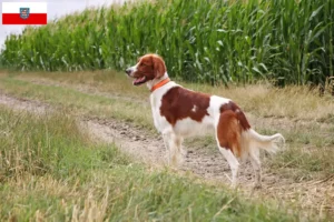 Read more about the article Thüringen’de İrlanda Kırmızı ve Beyaz Setter yetiştiricileri ve köpek yavruları