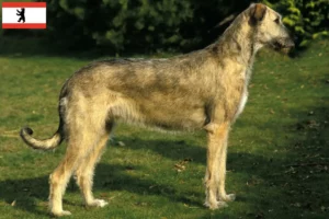 Read more about the article Berlin’de İrlanda Kurt Köpeği yetiştiricileri ve köpek yavruları
