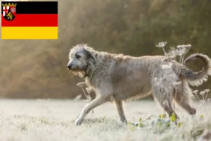 Read more about the article Rhineland-Palatinate’de İrlanda Kurt Köpeği yetiştiricileri ve köpek yavruları