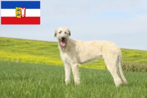 Read more about the article Schleswig-Holstein’da İrlanda Kurt Köpeği yetiştiricileri ve köpek yavruları