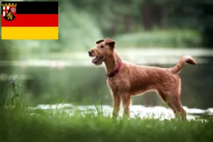 Read more about the article Rheinland-Pfalz’da İrlanda Teriyeri yetiştiricileri ve köpek yavruları