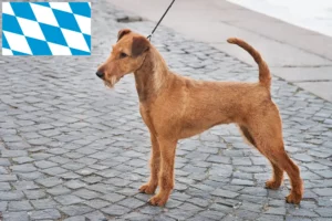 Read more about the article Bavyera’da İrlanda Teriyeri yetiştiricileri ve köpek yavruları