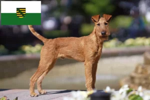 Read more about the article Saksonya’da İrlanda Teriyeri yetiştiricileri ve köpek yavruları
