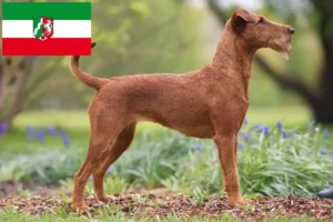 Read more about the article Kuzey Ren-Vestfalya’da İrlanda Teriyeri yetiştiricileri ve köpek yavruları
