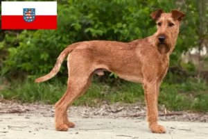 Read more about the article Thüringen’de İrlanda Teriyeri yetiştiricileri ve köpek yavruları