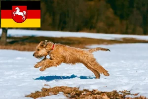 Read more about the article Aşağı Saksonya’da İrlanda Yumuşak Kaplı Wheaten Terrier yetiştiricileri ve köpek yavruları