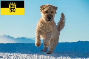 Read more about the article Baden-Württemberg’de Yumuşak Kaplı Wheaten Terrier yetiştiricileri ve köpek yavruları
