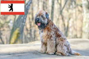 Read more about the article Berlin’de Yumuşak Kaplı Wheaten Terrier yetiştiricileri ve köpek yavruları