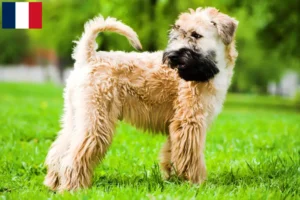 Read more about the article Fransa’da İrlanda Yumuşak Kaplı Wheaten Terrier yetiştiricileri ve köpek yavruları