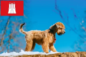 Read more about the article Hamburg’da Yumuşak Kaplı Wheaten Terrier yetiştiricileri ve köpek yavruları