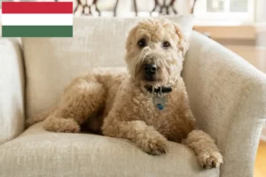 Read more about the article Macaristan’da İrlanda Yumuşak Kaplı Wheaten Terrier yetiştiricileri ve köpek yavruları